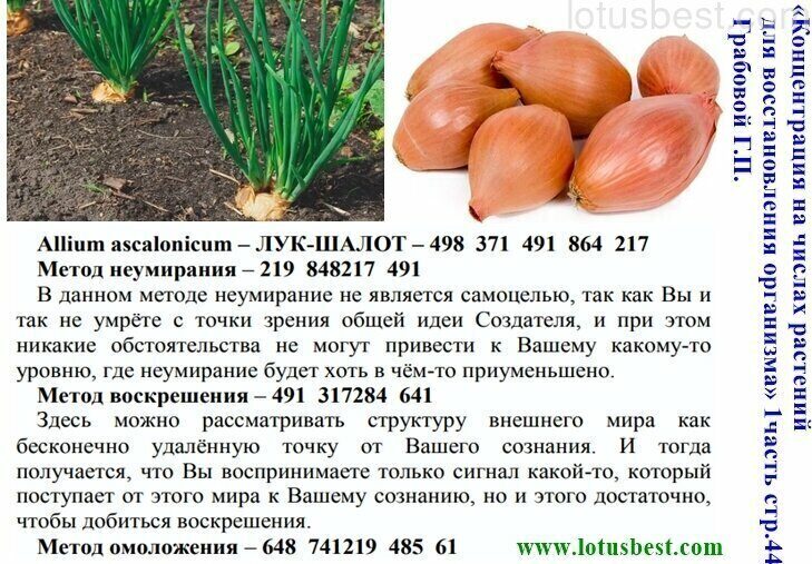 Лук шалот картинки