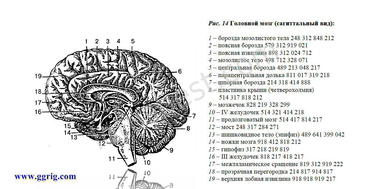 Сагиттальный разрез головного мозга рисунок с подписями