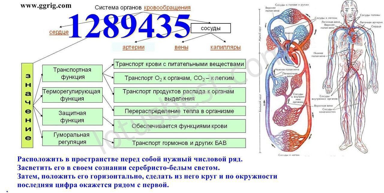 Организм восстанавливается. Биофизика кровообращения. Функциональная система кровообращения. Схема функциональной системы кровообращения. Биофизика системы кровообращения.