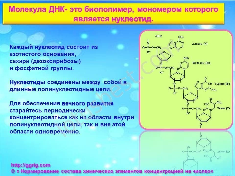 Мономером рнк является. Молекула ДНК биополимер мономерами. Молекула дезоксирибонуклеиновой кислоты. Что представляет собой молекула ДНК как биополимер. Структура дезоксирибонуклеиновой кислоты представляет собой.