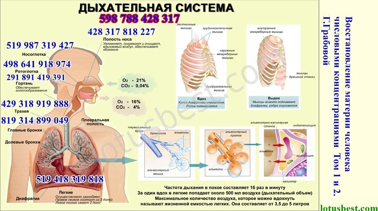 Восстановление дыхания