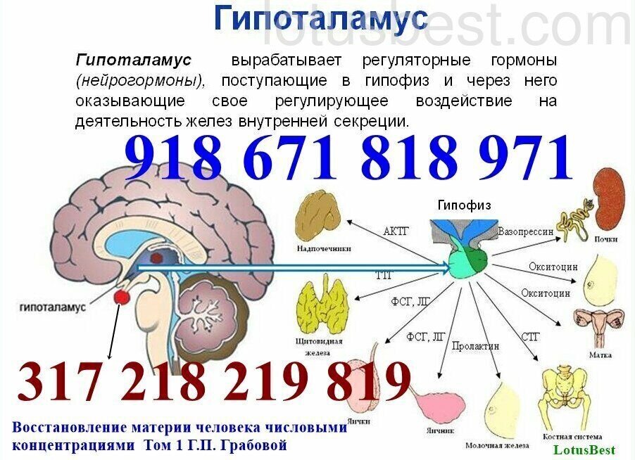 Гипоталамус на схеме мозга