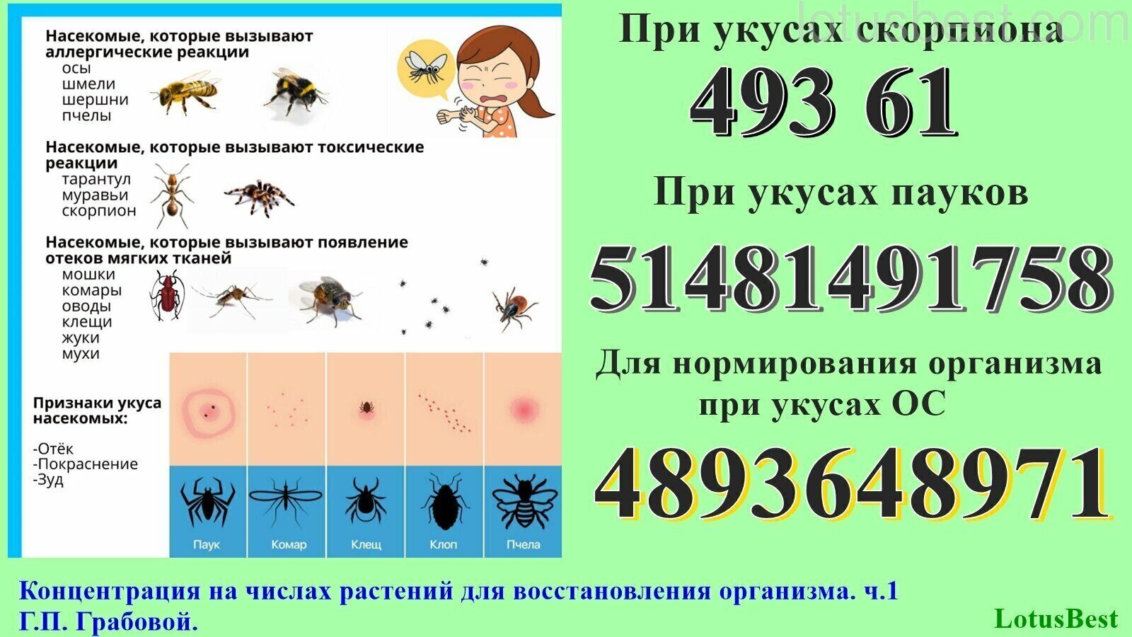 Что делать если укусил скорпион. Медицинская помощь при укусе скорпиона. Укусы клопов и блох отличия. Сыворотка против укуса скорпиона.