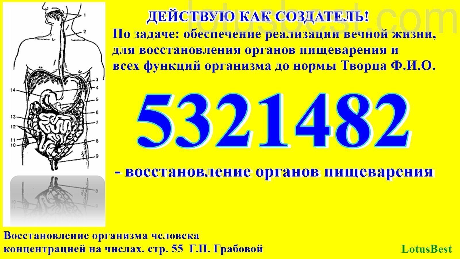 Период восстановления органов. Регенерация внутренних органов. Какие органы восстанавливаются у человека сами. Единственный орган который восстанавливается у человека. УЗИ В реабилитации.